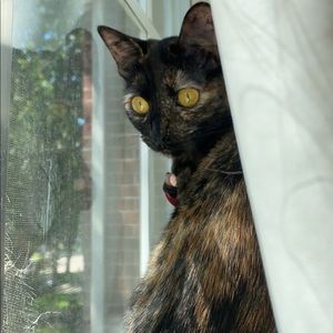 Meet your Posher, Annabelle